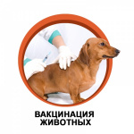 Выездные прививочные пункты вакцинации домашних животных